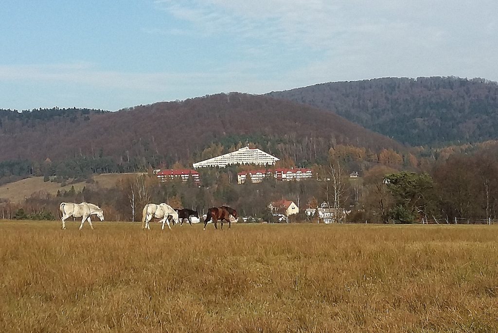 Konie w Wysowej. W drodze na górę Jawor.