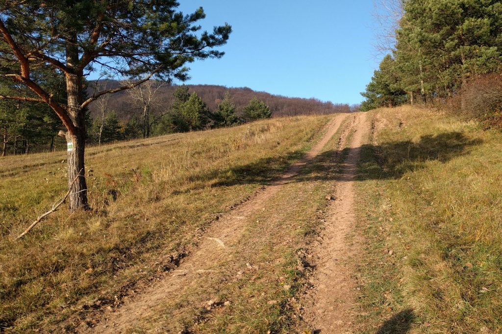 Dochodzimy do ścieżki na granicy lasu i za zielonymi znakami skręcamy w dół. Polana pod Cigelką.