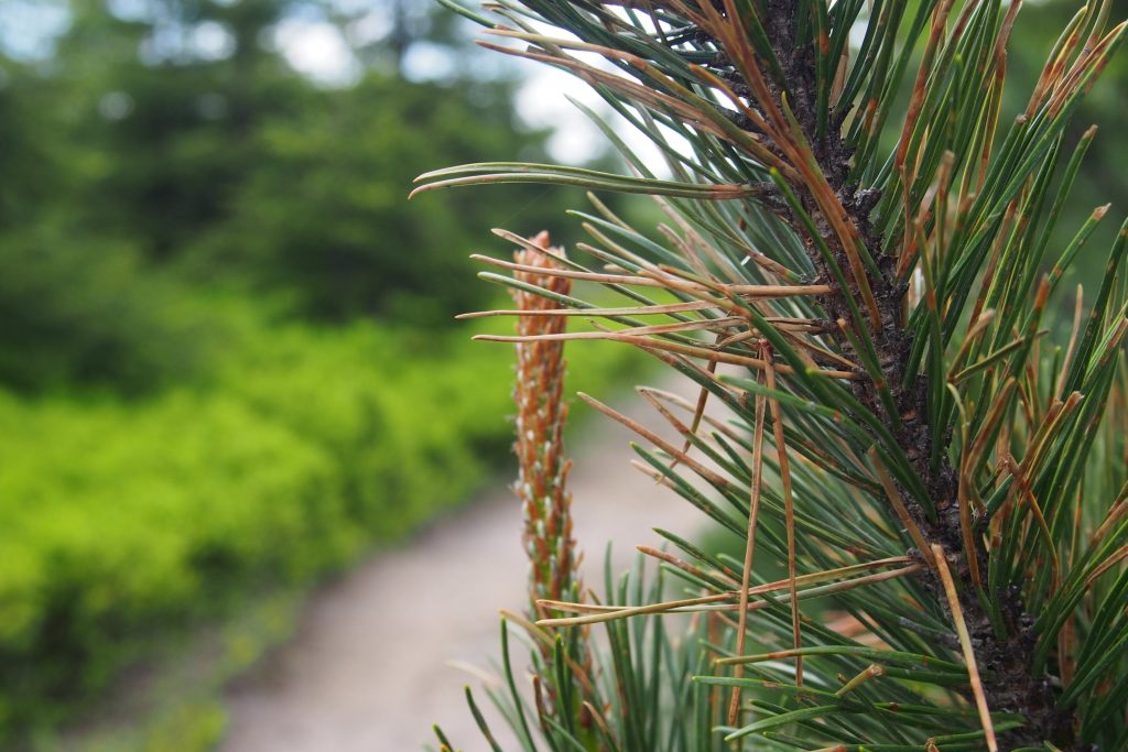 Beskid Śląski. Wędrówka na Skrzyczne.