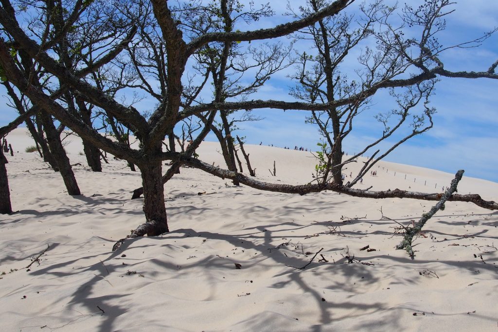 Wydma Łącka. Drzewa są stopniowo uśmiercane przez nawiany piasek.