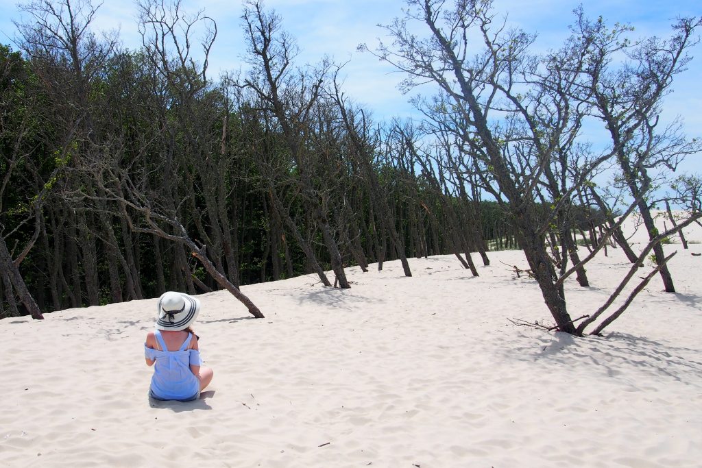 Wydma Łącka. Drzewa są stopniowo uśmiercane przez nawiany piasek.