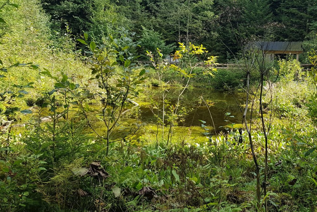 Jaszczurówka gady i płazy