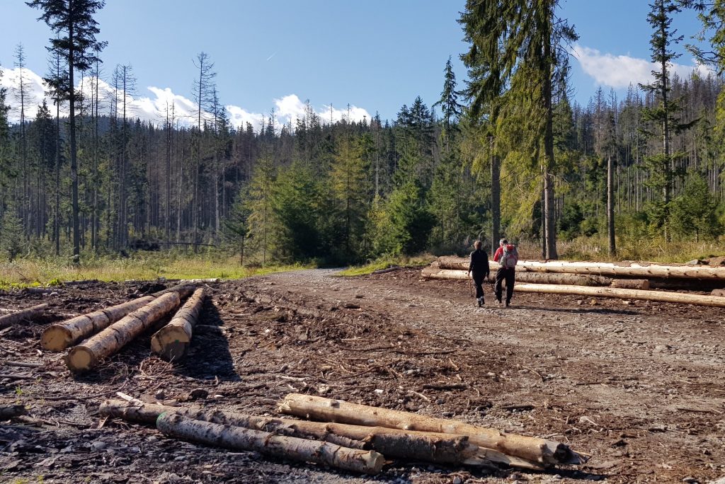 Brzeziny Tatry droga do Doliny Gąsienicowej