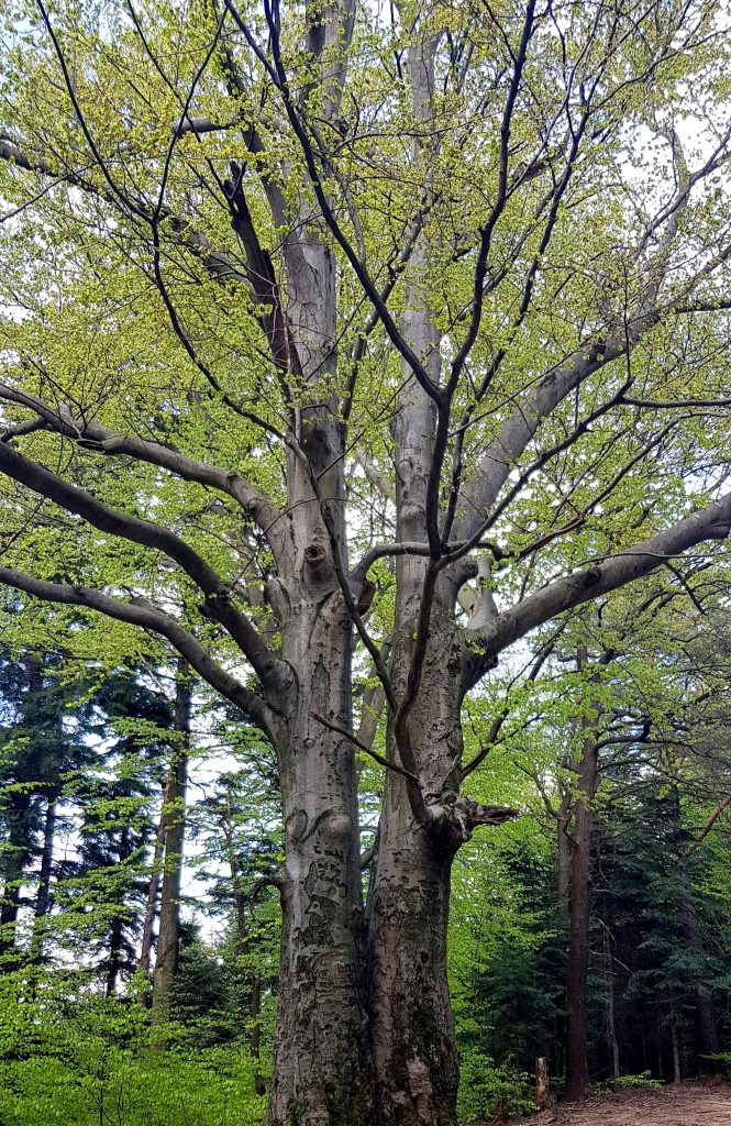 Drzewo Brzanka