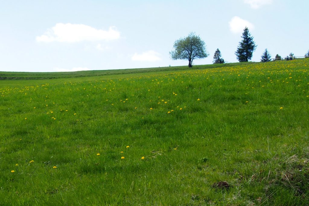 Polany w drodze na Halę Boraczą