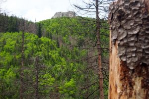 Sarnia Skała - pierwszy rzut oka ze Ścieżki nad Reglami