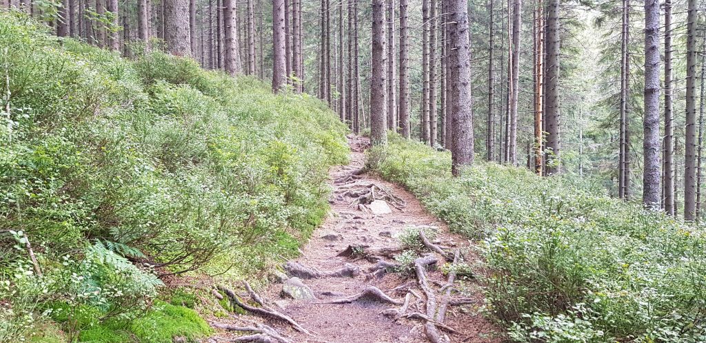 Czerwony szlak z Hali Miziowej na Przełęcz Glinne