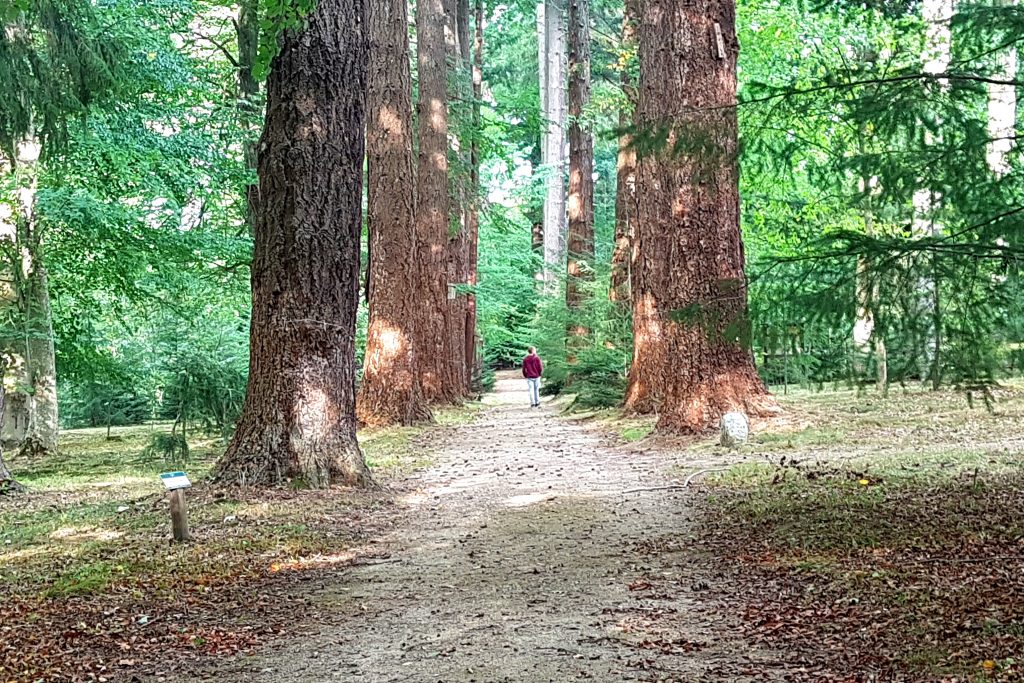 Daglezje. Arboretum w Karnieszewicach.