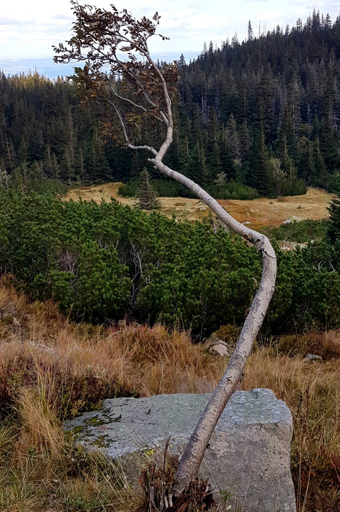 Umierające drzewo