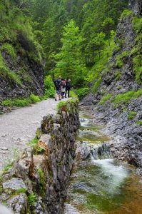 Stromy brzeg potoku- Dolina Białego