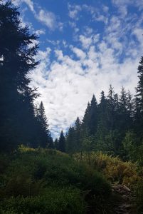 Las i niebo w drodze na Pilsko