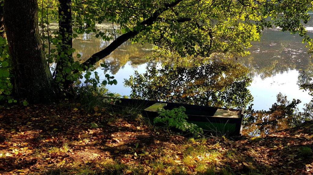 Piła- obszar żerowania bobrów nad Gwdą