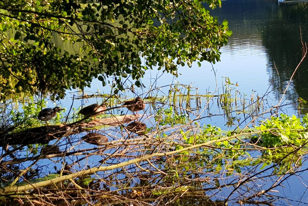 Kaczki nad Gwdą