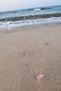 meduzy na plaży