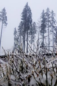 Przyroda Doliny Olczyskiej