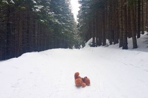 Tatrzański Niedźwiedź