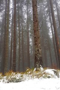 Lodowy krajobraz w Dolinie Olczyskiej