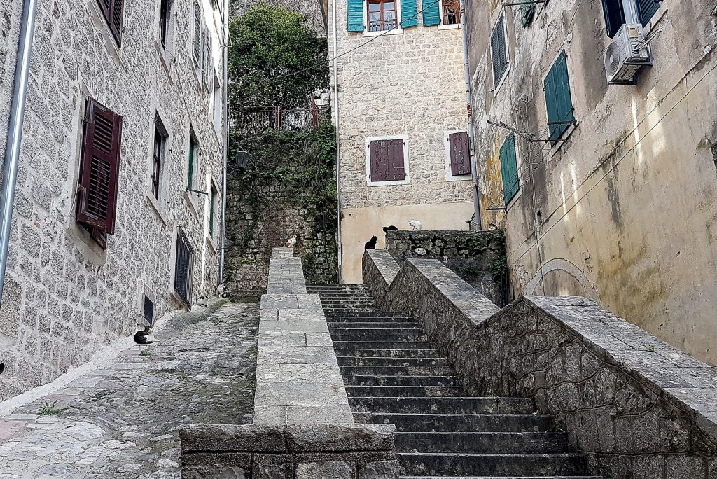 Kotorskie koty na schodach