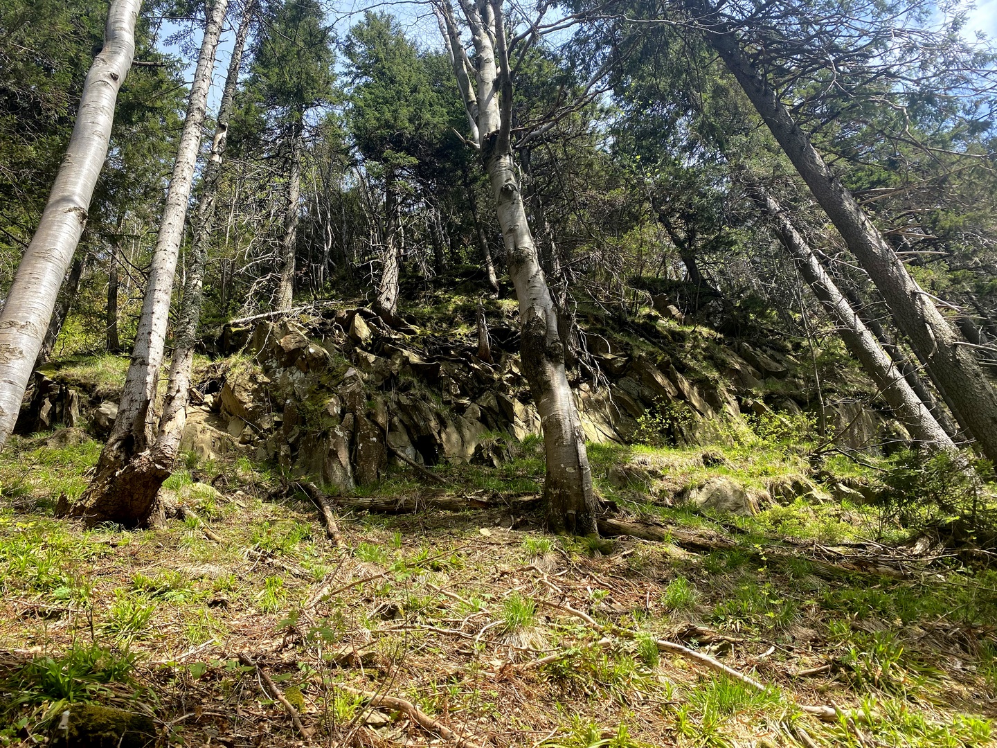 ostaniec Beskid Żywiecki