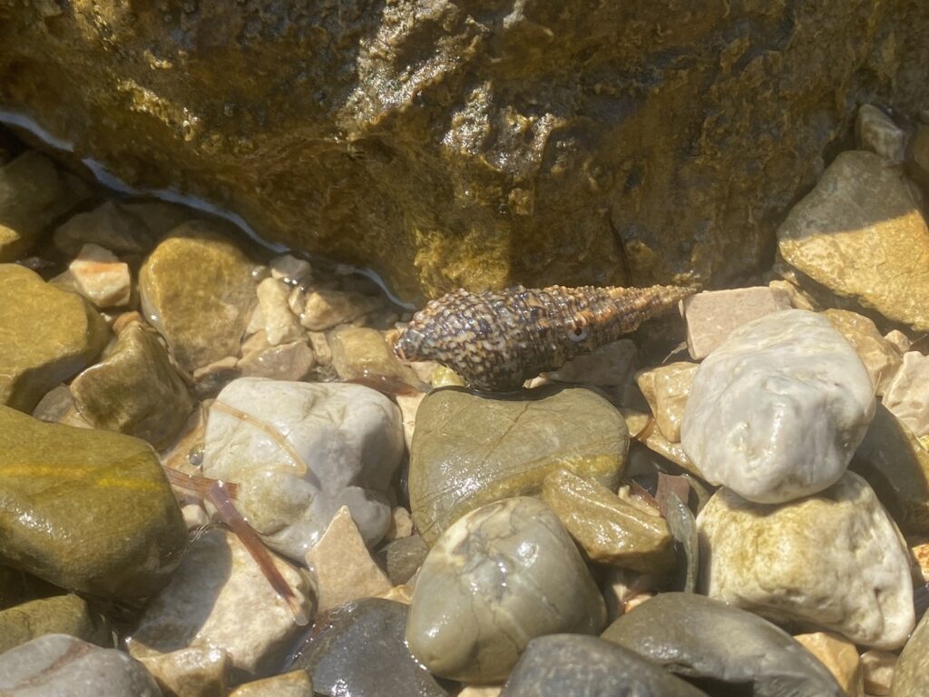 krab pustelnik na wybrzeżu Słowenii